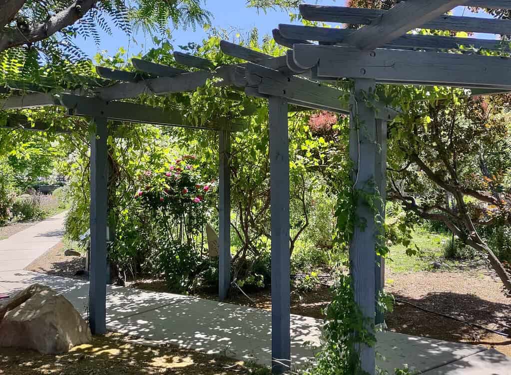Wooden garden pergola trellis with climbing vines providing shaded walkway