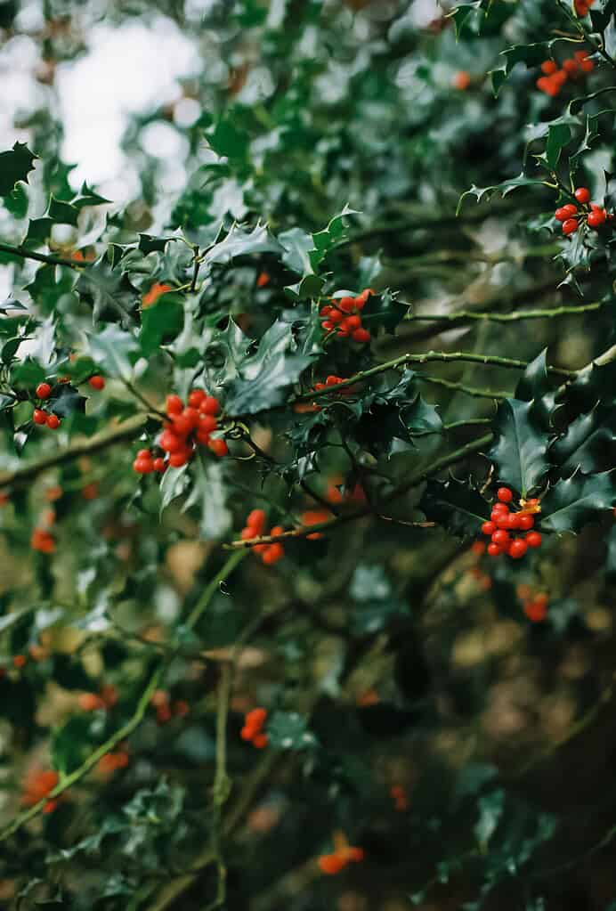 Close-up of holly branches with spiky green leaves and clusters of bright red berries
