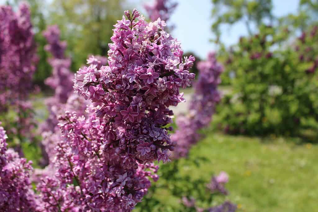 Close-up of purple lilac flowers in bloom on a shrub with a blurred garden background