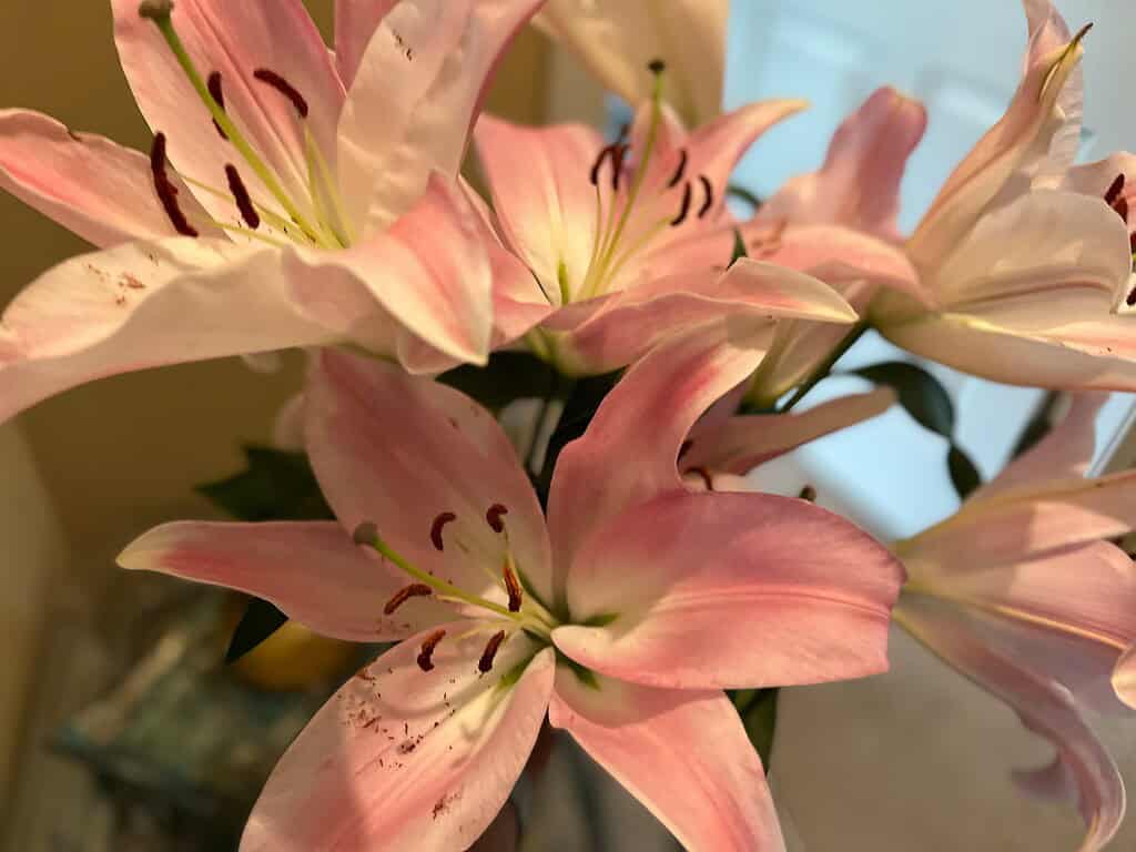 Close-up of pink lily flowers with visible stamens