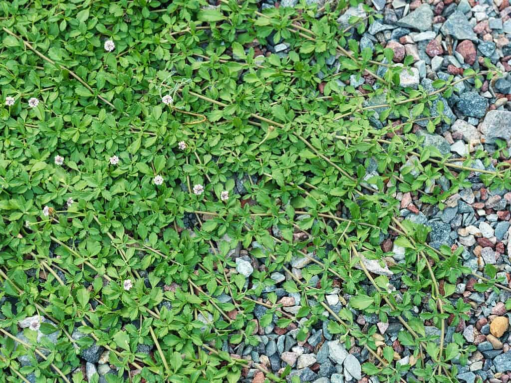 Low-growing green ground cover with small clustered pale flowers spreading over gravel.