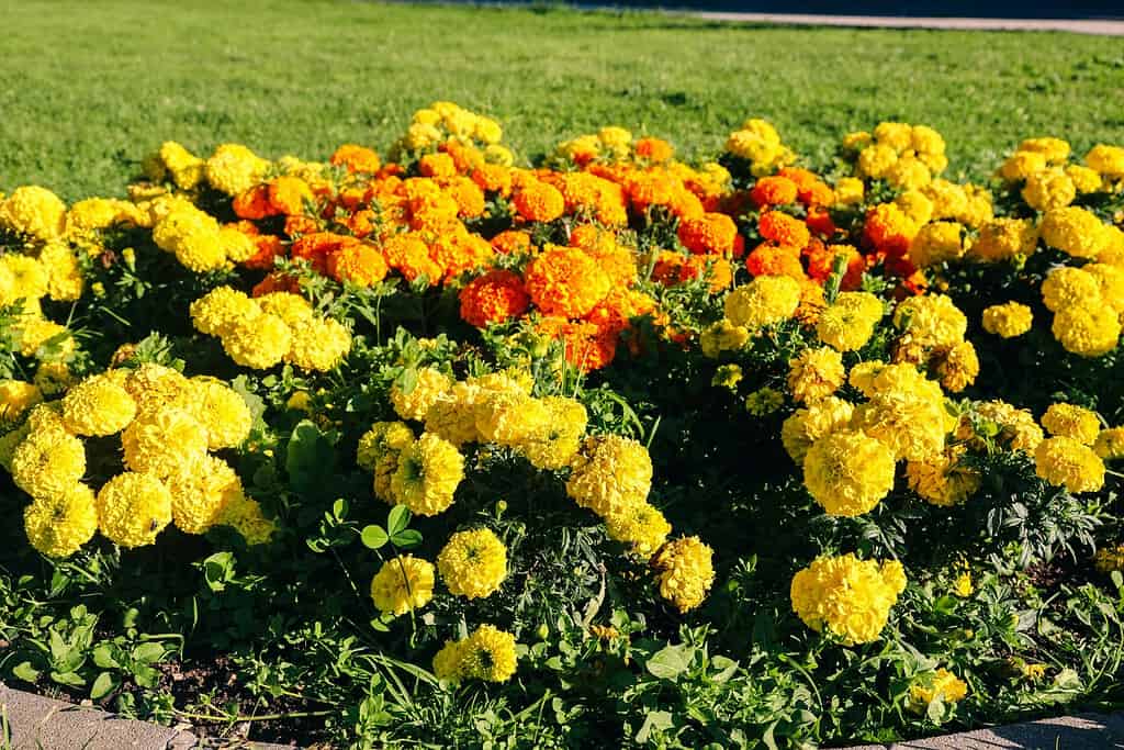 Marigold flowers in yellow and orange blooming in outdoor garden bed on sunny day