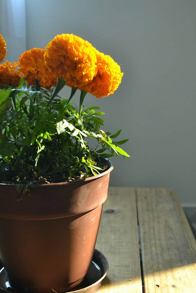 Marigold flowers in terracotta pot on wooden table with sunlight indoors
