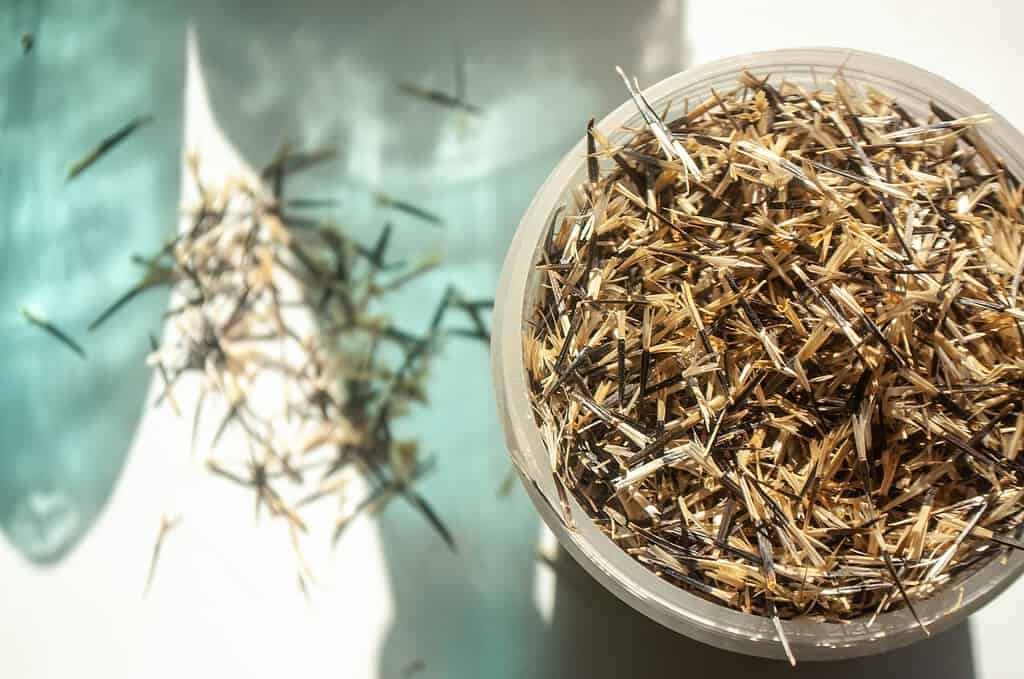 Marigold seeds in container with dried seed husks on surface in sunlight