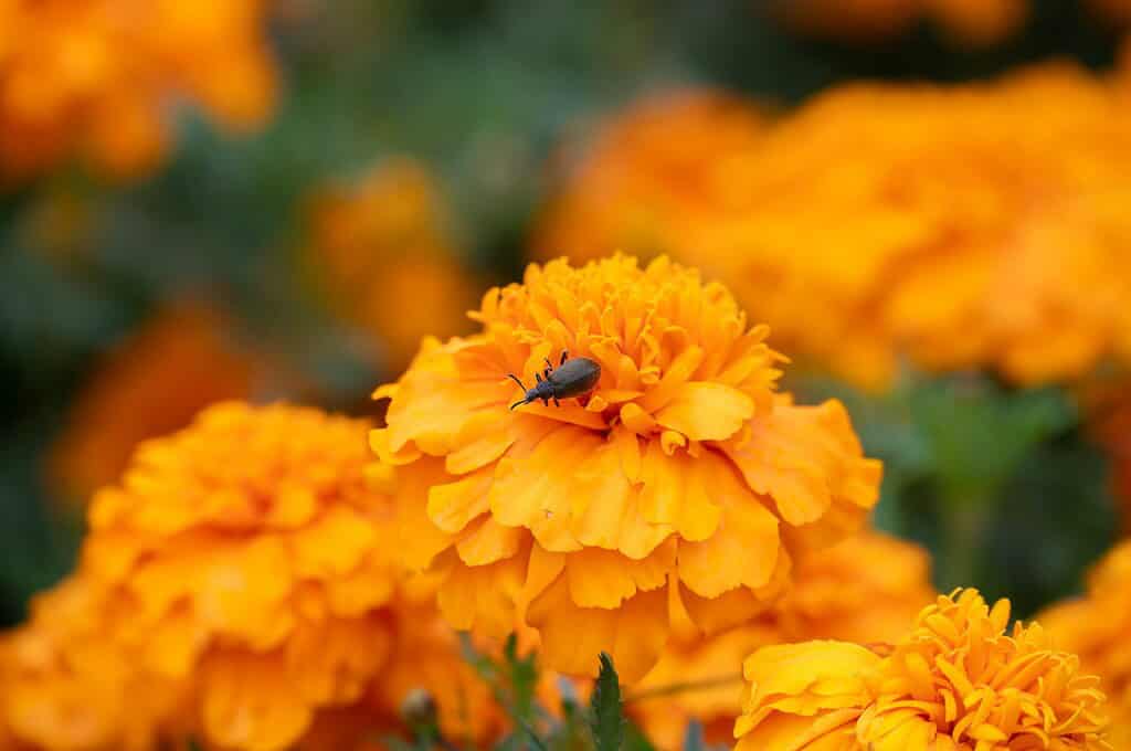 Orange marigold flower with insect on bloom in garden close-up