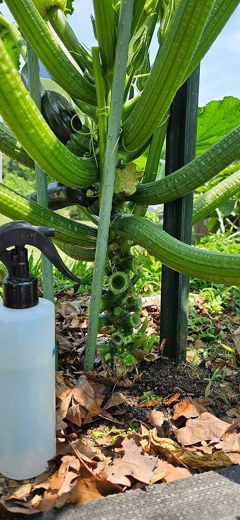 Close-up of a squash plant growing vertically on a support, with green zucchinis developing along the thick stem and a spray bottle placed on the ground beside it.