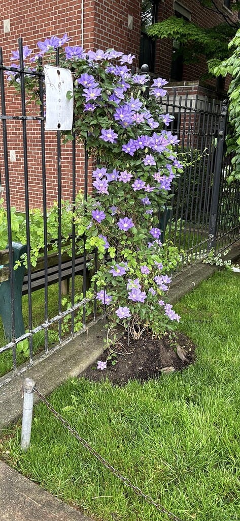 A vibrant flowering vine climbing a metal fence