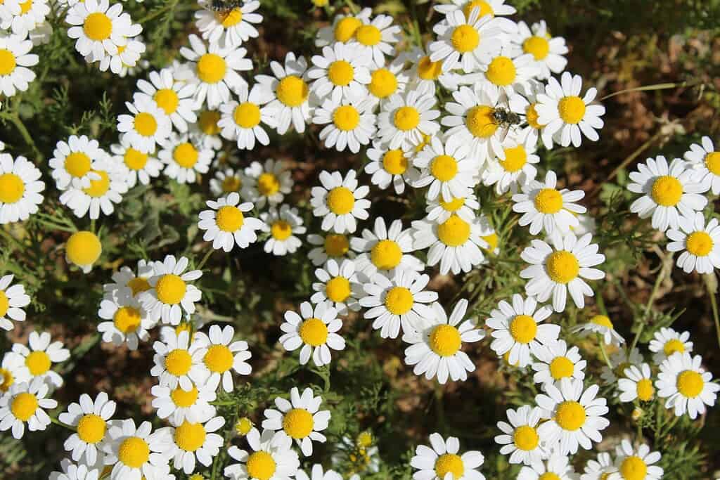 White and yellow chamomile flowers blooming densely with small daisy-like petals and bright centers.