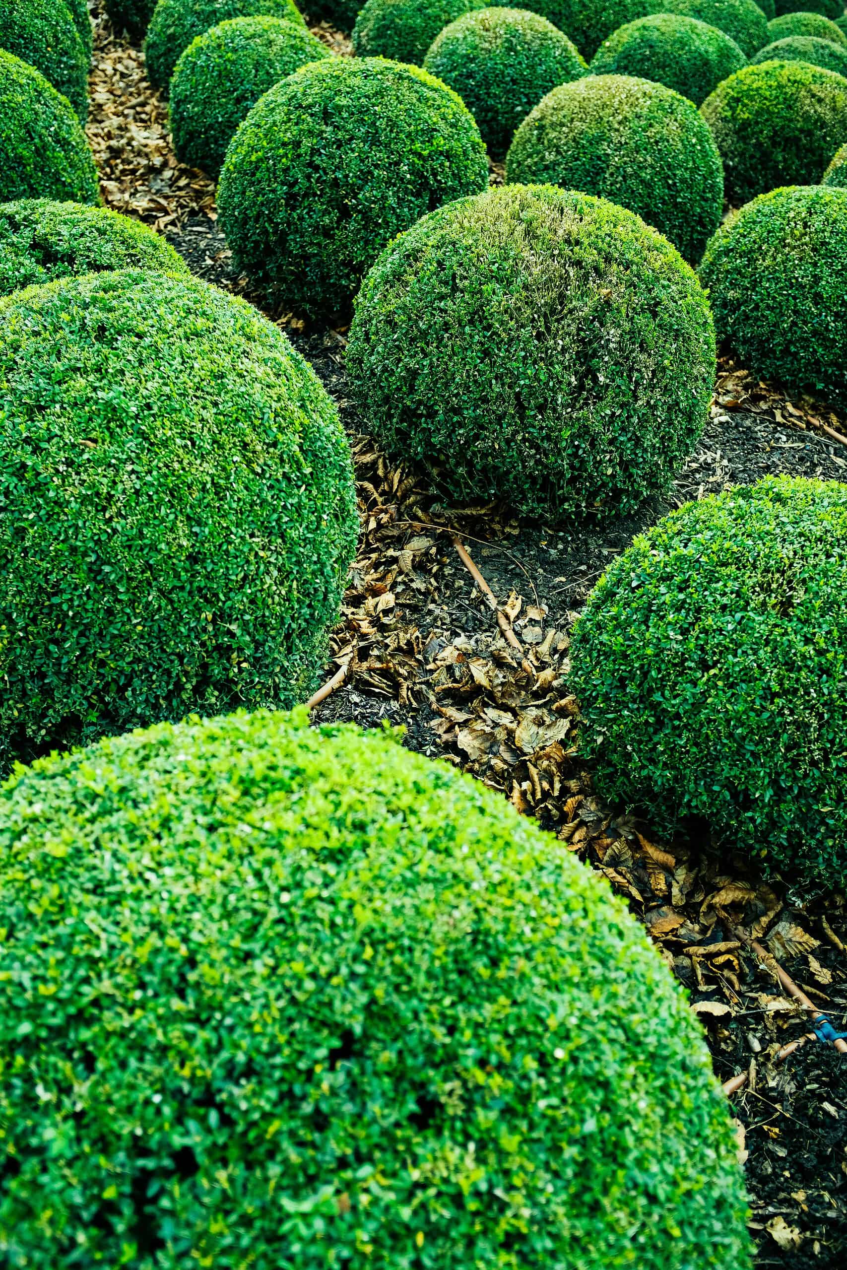 Neatly trimmed round green shrubs in a garden bed