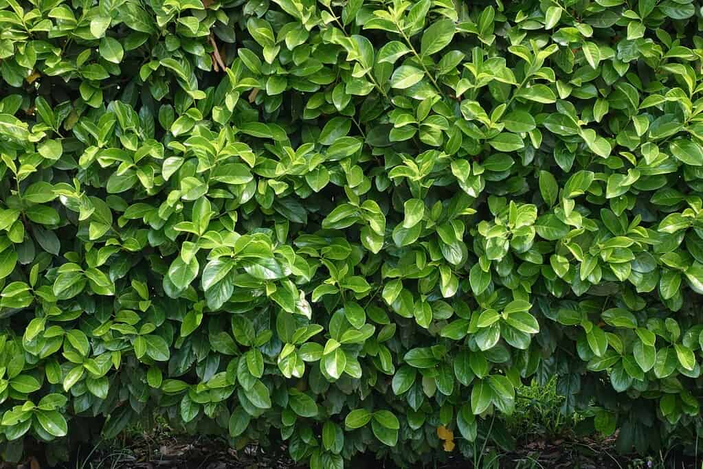 Dense hedge of glossy green leaves forming a thick privacy screen
