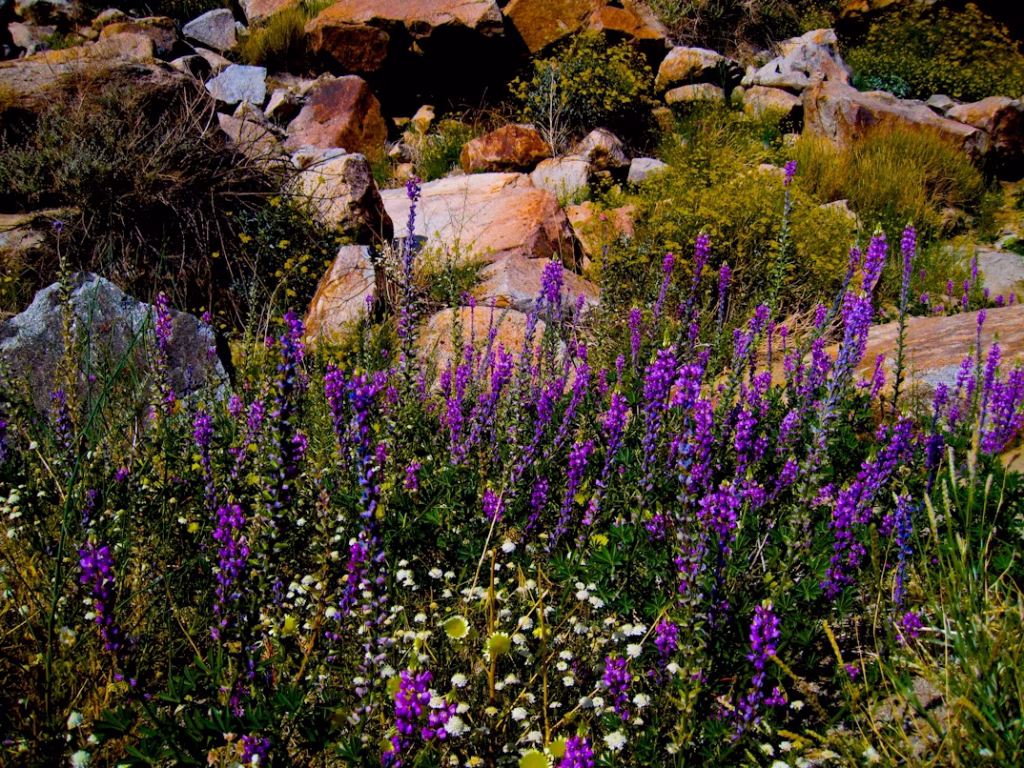 Rock garden with vibrant purple wildflowers growing among natural stones and lush greenery in a landscaped outdoor setting.