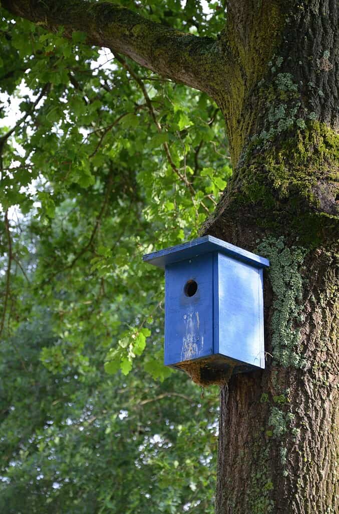 DIY wooden birdhouse mounted on tree in garden forest setting
