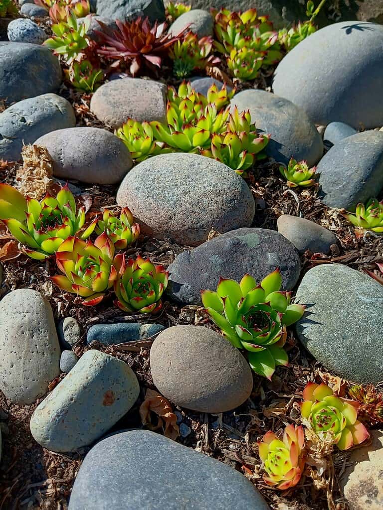 Rock garden with green succulent plants and smooth river stones arranged in a natural, low-maintenance landscape design.