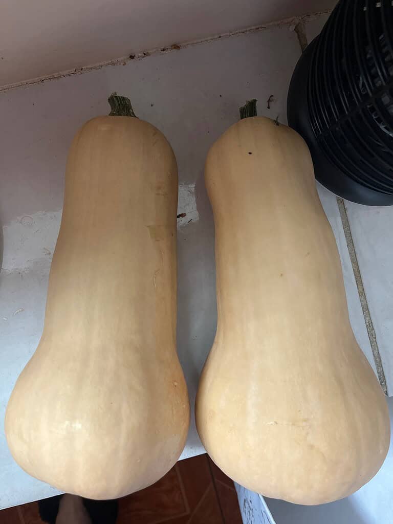 Two large butternut squash placed side by side on a kitchen counter, showing their smooth tan skin and elongated shape.