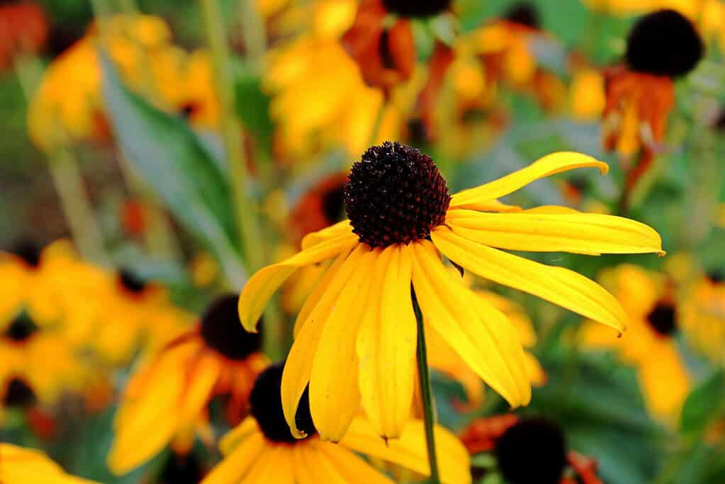 Yellow black-eyed Susan flower with dark center and blurred blooms behind.
