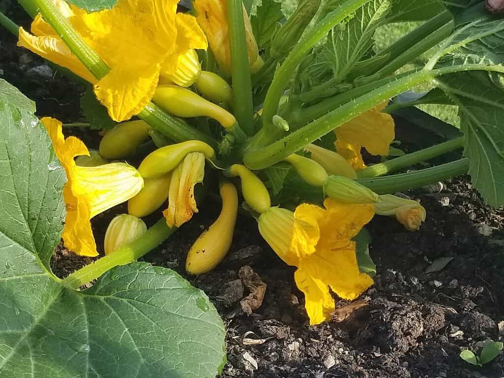 Yellow squash plant with vibrant blossoms and developing fruit growing in rich soil