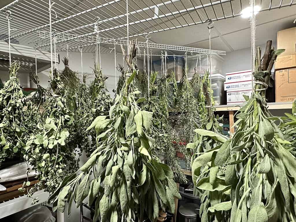 Bundles of fresh herbs hanging upside down to air-dry into dry herbs in a storage space