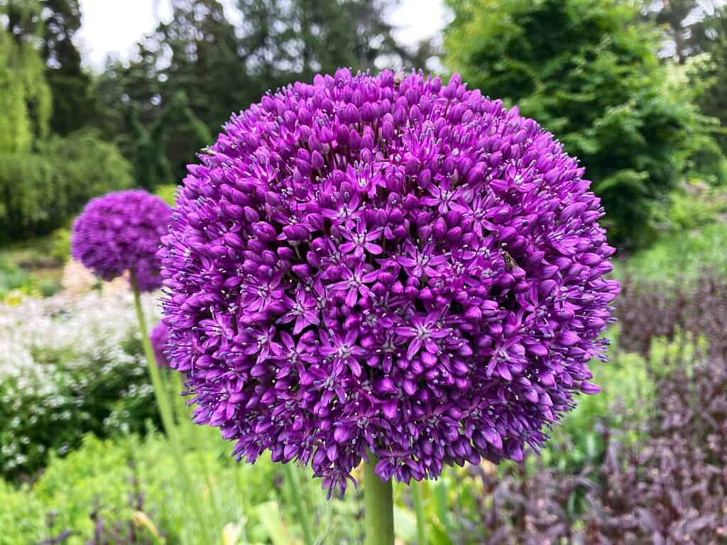 Close-up of a round purple allium flower in a garden.
