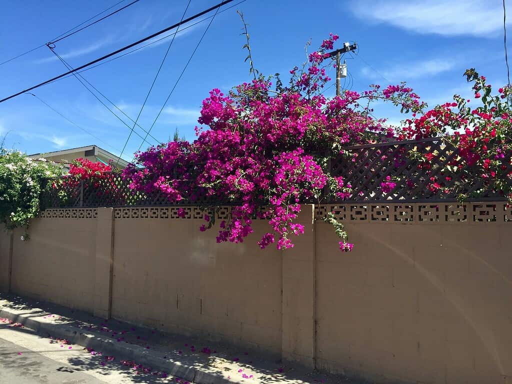 Backyard garden with vibrant bougainvillea flowers cascading over a fence along a sunny residential street
