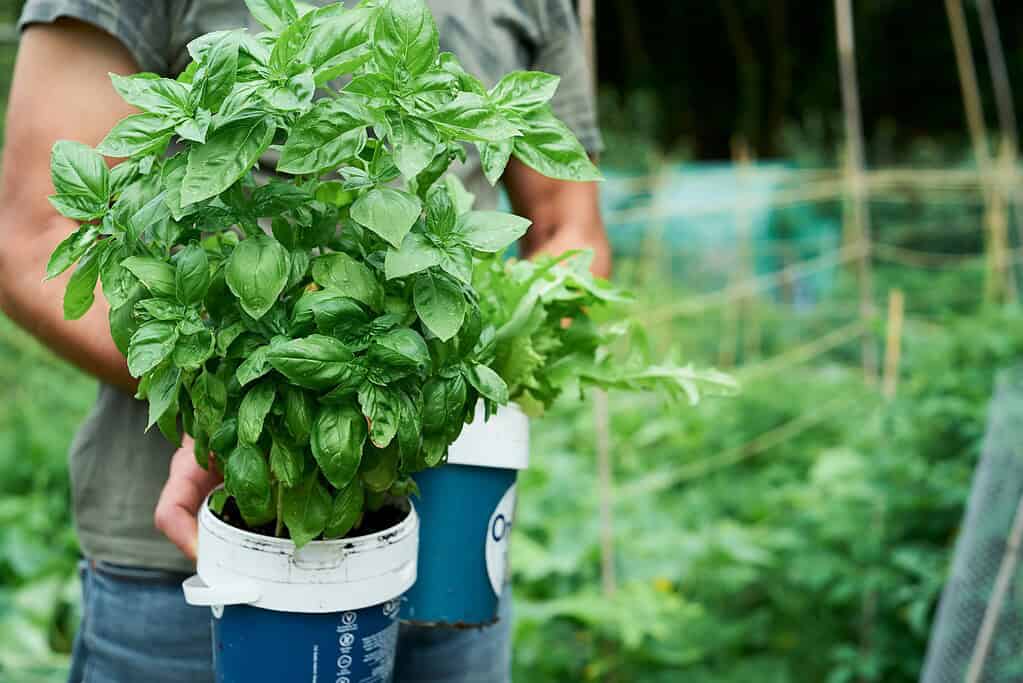 Man holding a pot with fresh basil