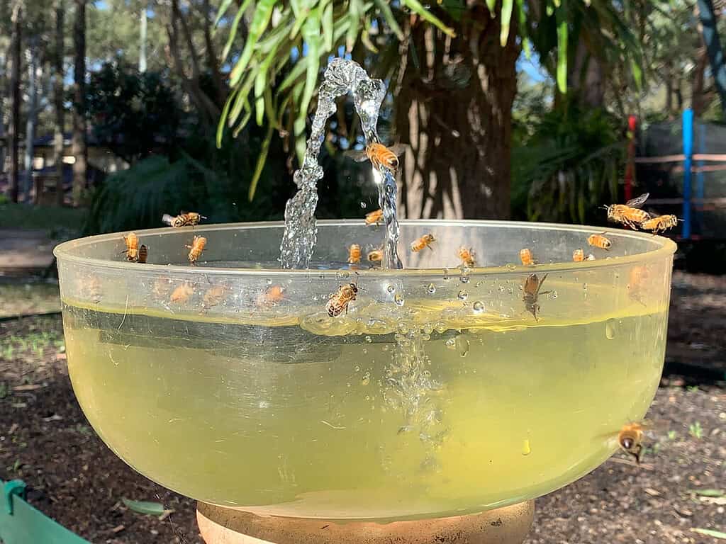 Backyard garden with a bee water station, honeybees drinking from a shallow fountain surrounded by greenery