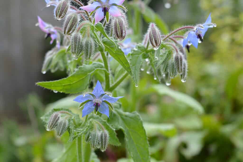 Close-up of blue star-shaped borage flowers with fuzzy buds and water droplets.

