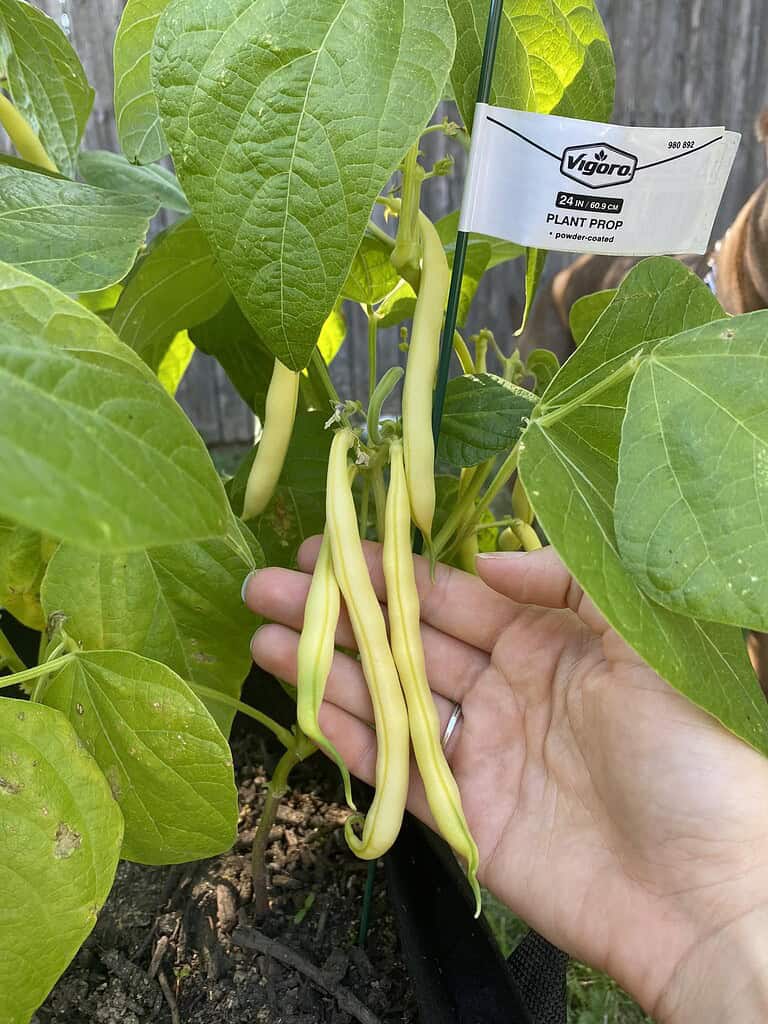 Yellow wax beans growing on a healthy garden plant, supported by a stake and surrounded by lush green leaves