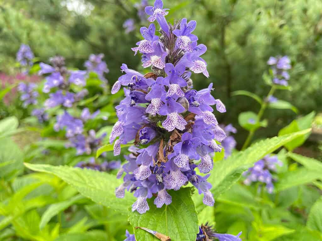 Close-up of purple clustered flowers with speckled petals and green foliage background.
