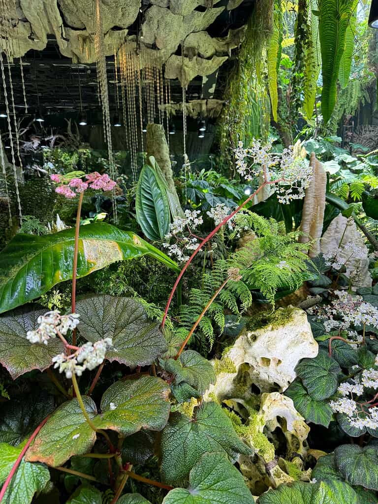 Lush indoor garden with dense green foliage, pink flowers, and hanging moss over rocks.