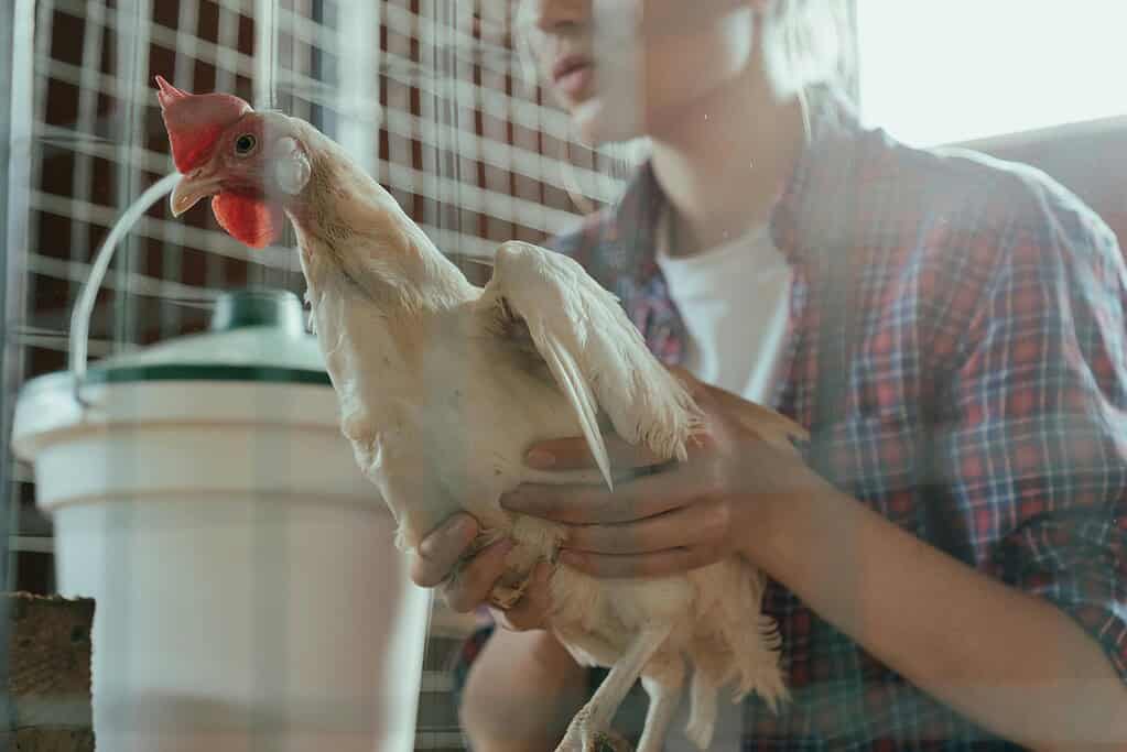Person holding a white chicken inside a coop near a water container.
