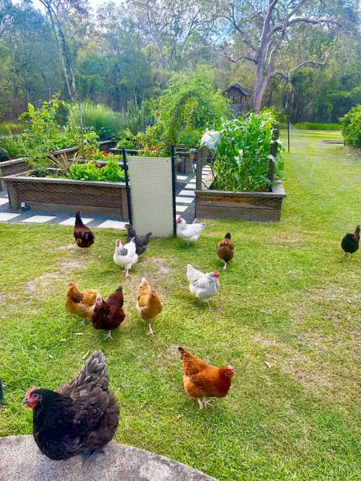 Chickens roaming on grass beside a lush raised garden bed in a wooded backyard.
