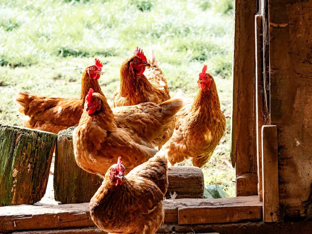 Several brown chickens gathered at the entrance of a wooden coop, looking outside.
