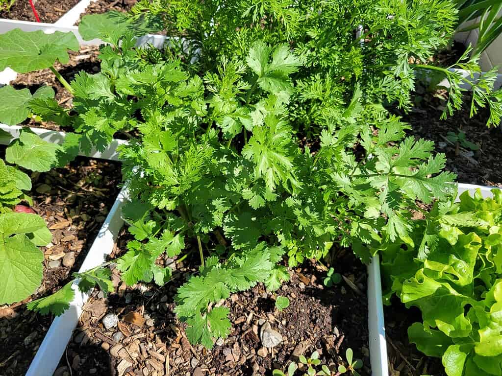 Cilantro and leafy greens growing in a raised garden bed under bright sunlight