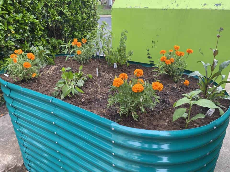 Metal raised garden bed with soil, herbs, and bright orange marigold flowers.
