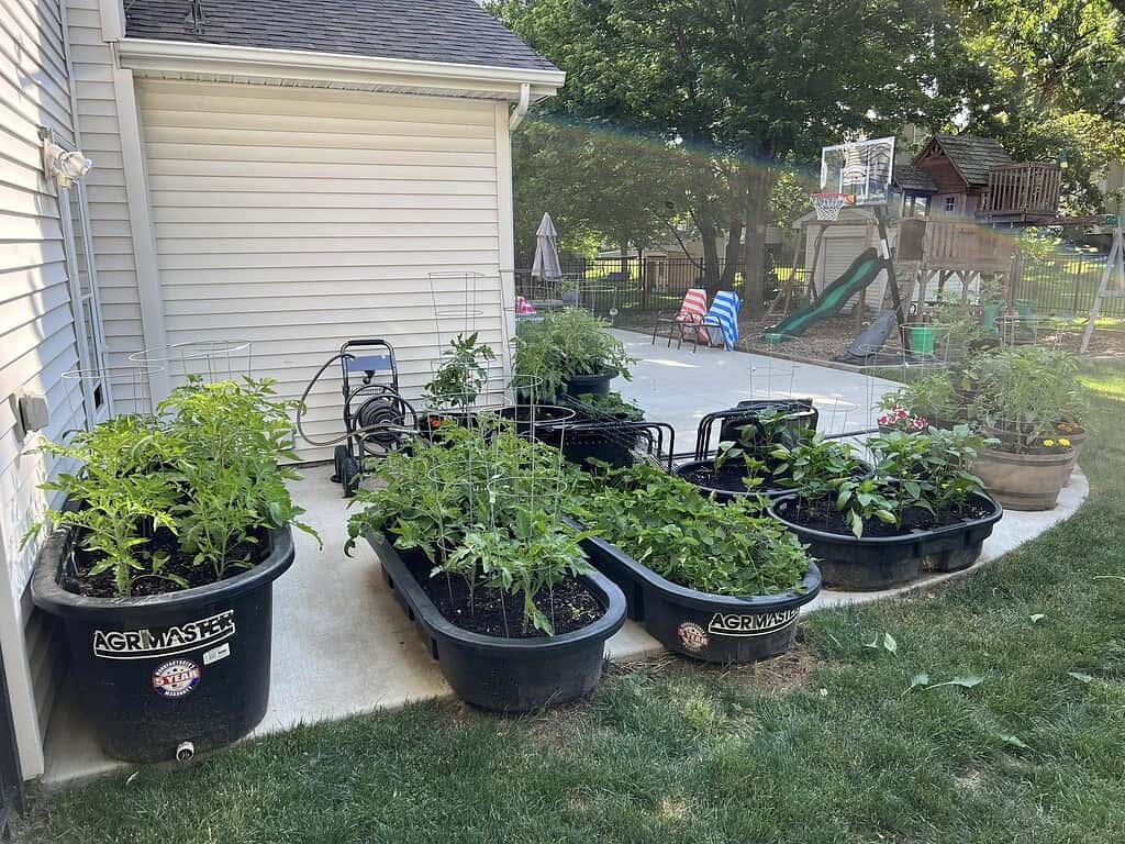 Container summer garden with vegetables growing in raised tubs on a backyard patio