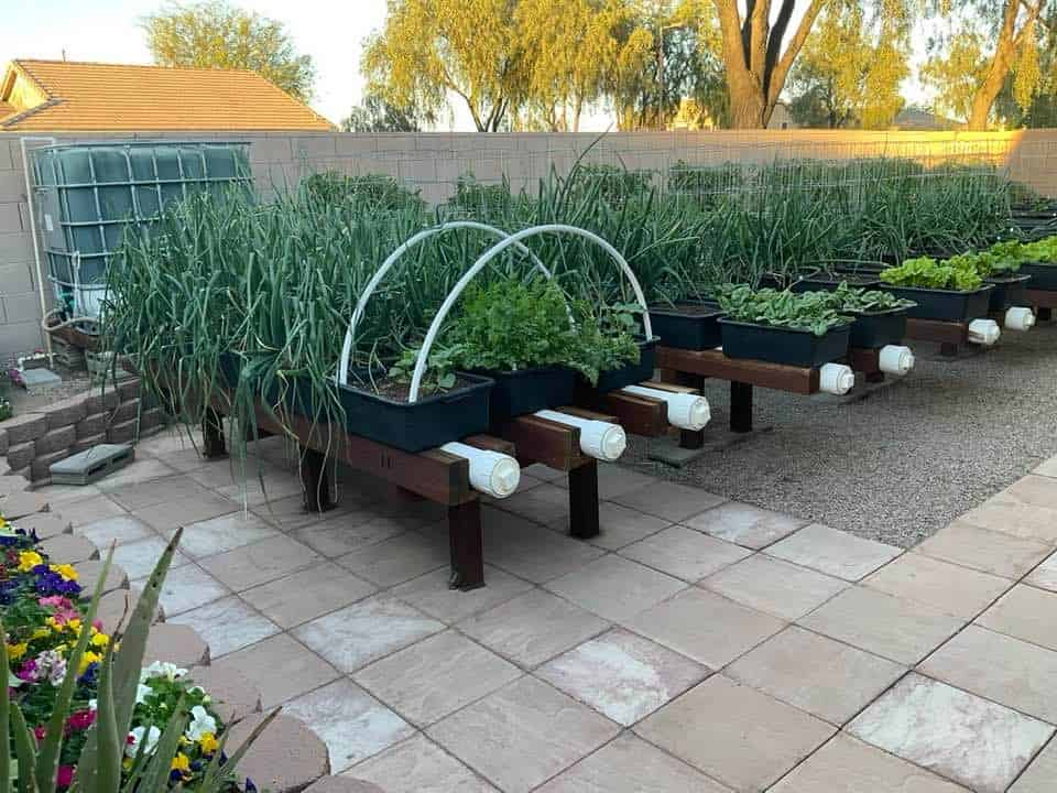 Mini-farm patio setup with elevated container beds, drip irrigation, and leafy greens growing in backyard garden
