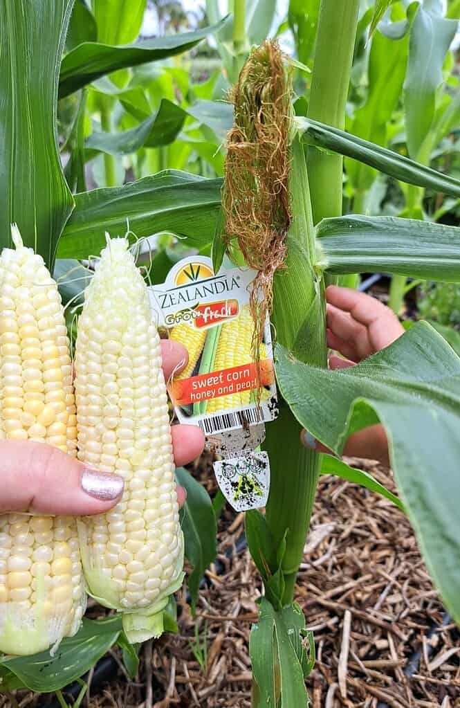 Mini-farm sweet corn harvest close-up with freshly picked white and yellow ears, corn silk, and growing plant in organic garden