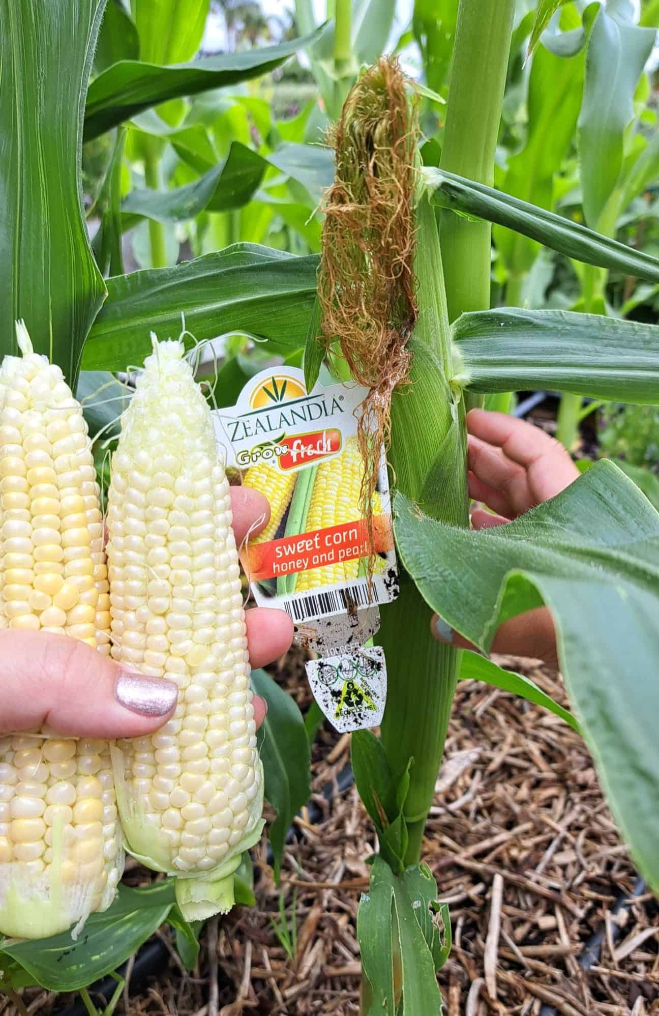Mini-farm sweet corn harvest close-up with freshly picked white and yellow ears, corn silk, and growing plant in organic garden
