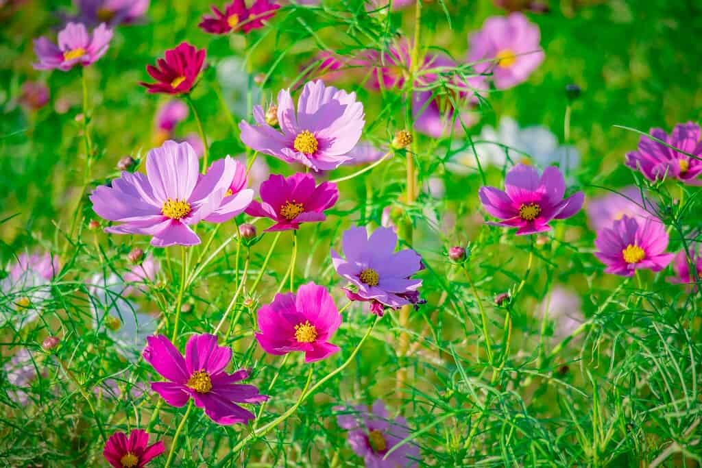 Pink and purple cosmos flowers with yellow centers in a green field
