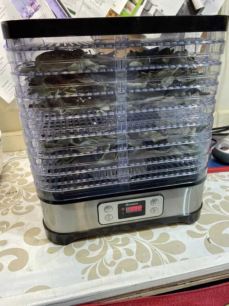 Dry herbs (sage leaves) spread across dehydrator trays, showing the drying process in a food dehydrator