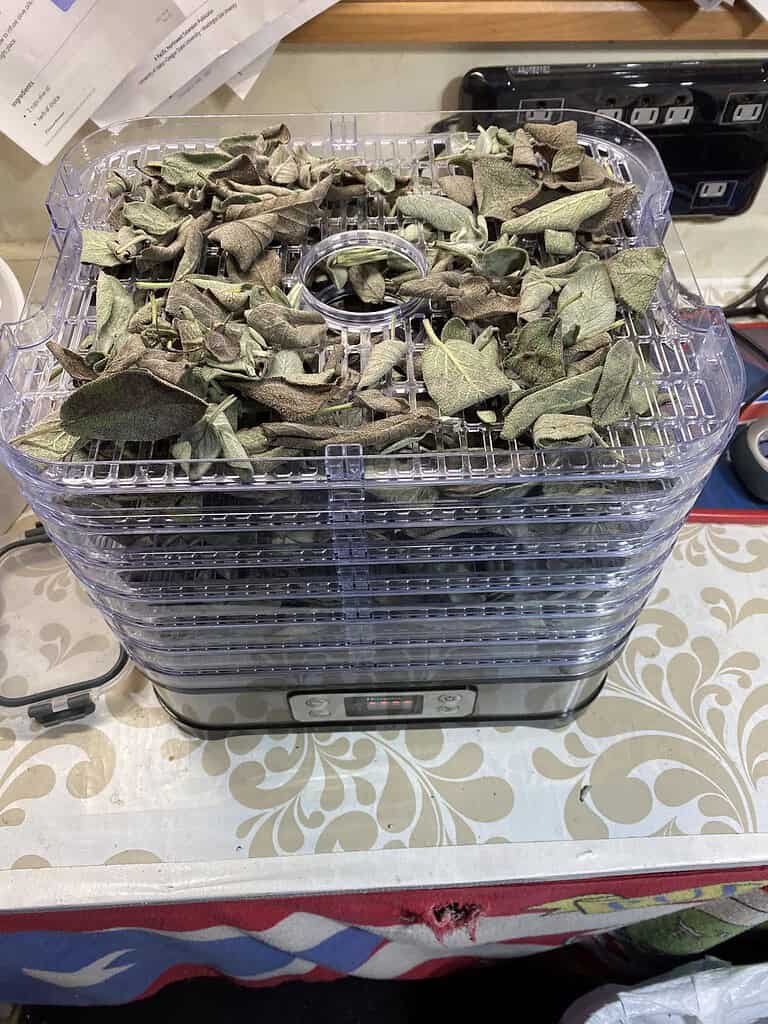 Dry herbs (sage leaves) spread across dehydrator trays, showing the drying process in a food dehydrator
