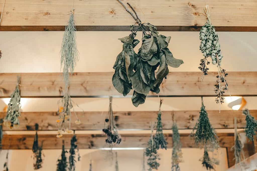 Bundles of dry herbs hanging from wooden beams, air-drying in a rustic indoor setting