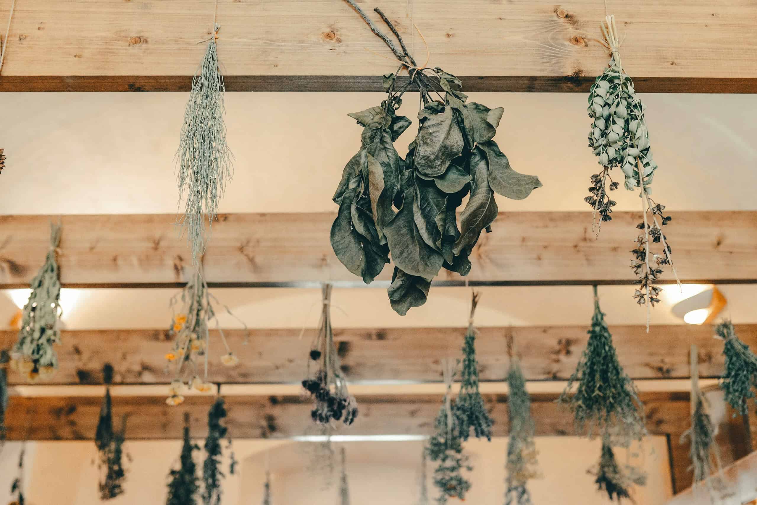 Bundles of dry herbs hanging from wooden beams, air-drying in a rustic indoor setting