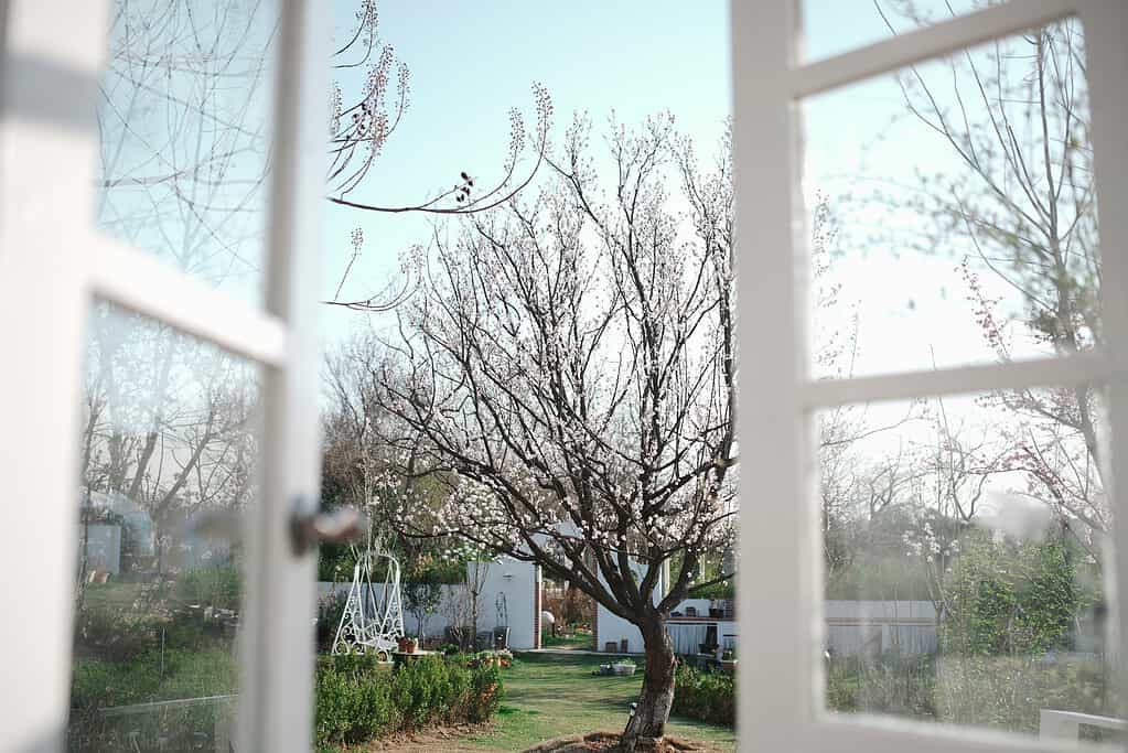 A peaceful garden view seen through an open window, with a blossoming tree in the center, soft greenery, and a bright, clear sky creating a calm, airy atmosphere