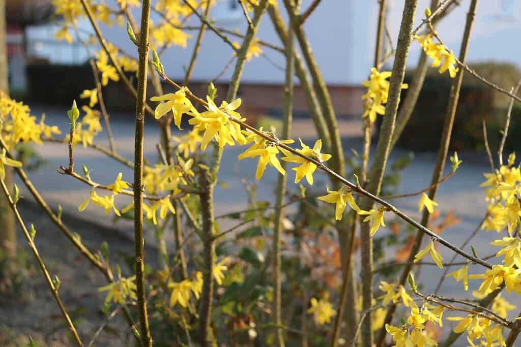 Yellow forsythia flowers blooming on bare branches in early spring
