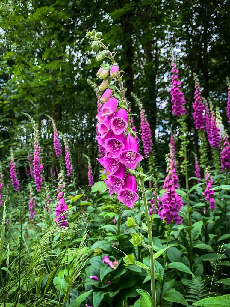 Tall pink foxglove flowers blooming in a lush woodland setting.
