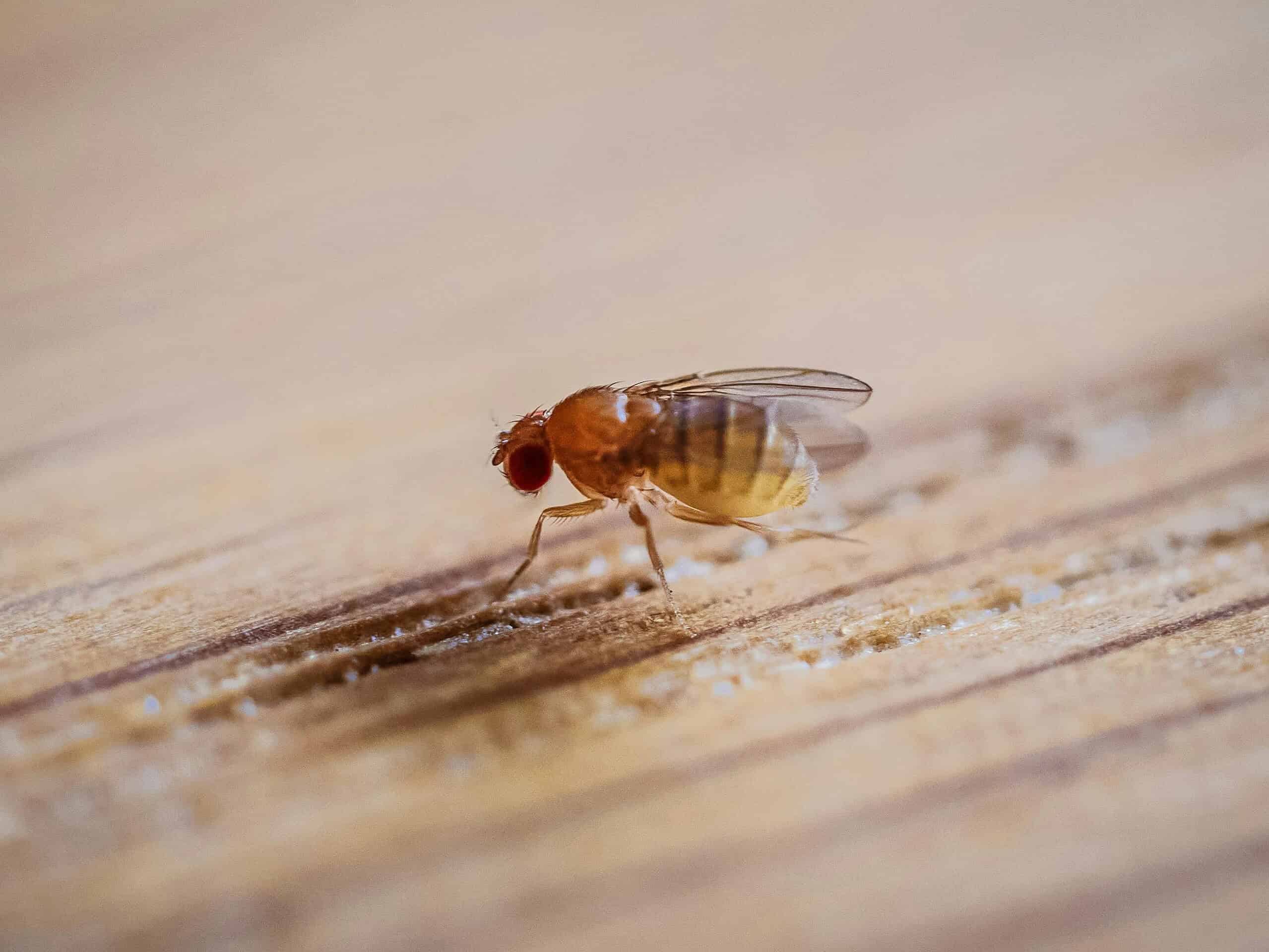 Close-up of a small fruit fly with red eyes on a wooden surface.
