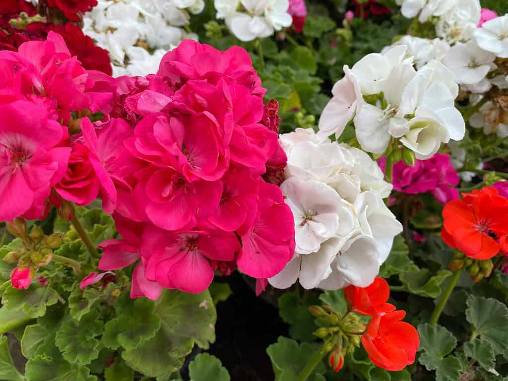 Clustered pink, white, and red geranium flowers with green leaves.
