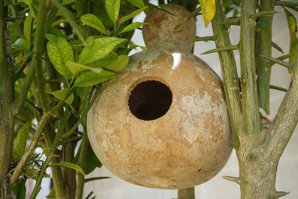 DIY gourd birdhouse hanging in garden tree with natural rustic design