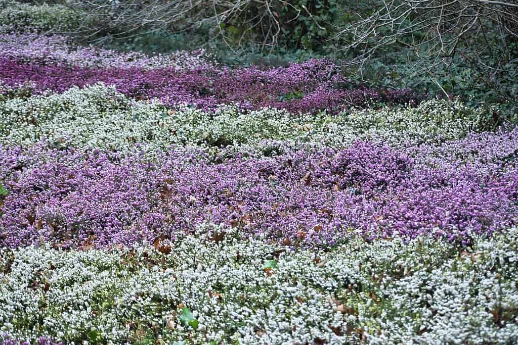 Walkable ground cover of purple and white heather-like flowers forming a dense, low-growing carpet across a garden slope.